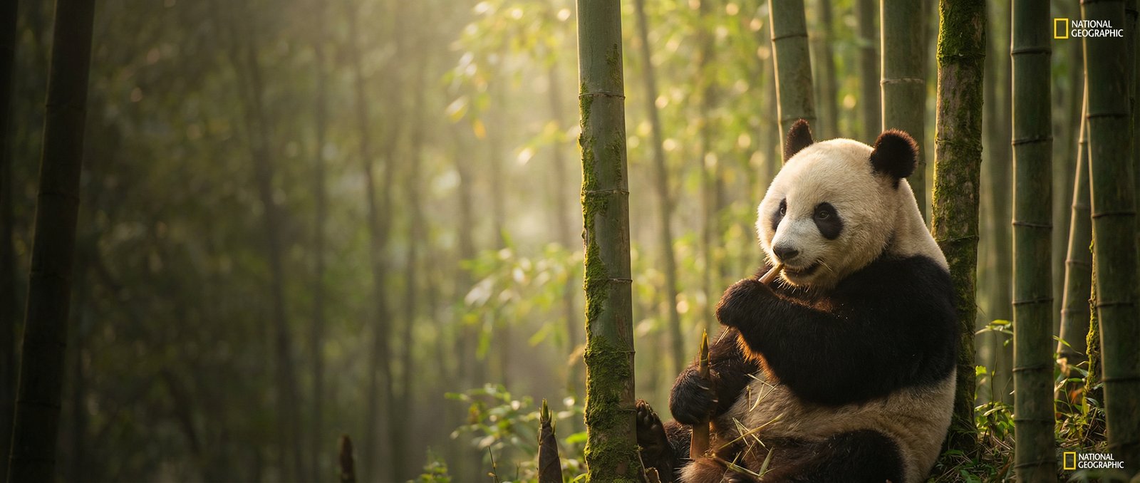 媚黑动物写真与视频社区